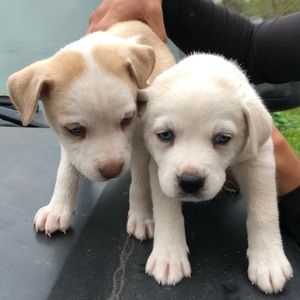 Meet your Posher, Camilo